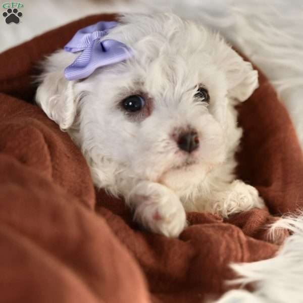 Bella, Bichon Frise Puppy